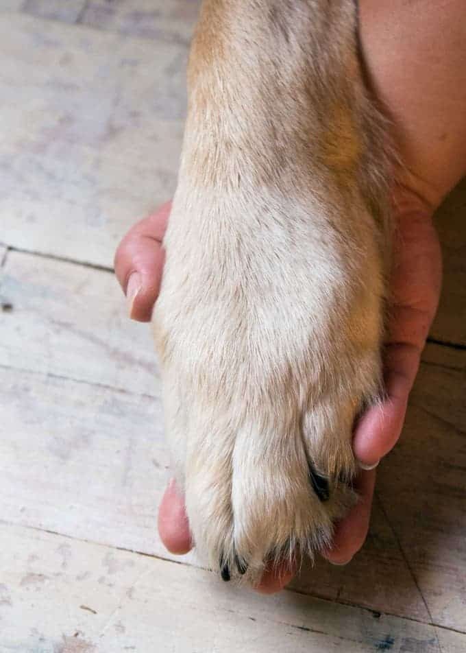 Dozer-and-Baby-Hand