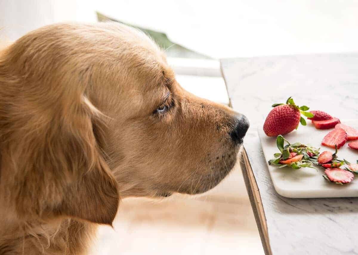 Dozer strawberries