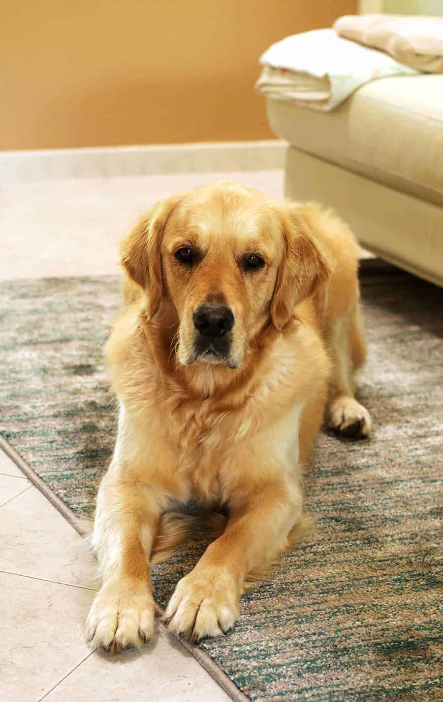 dozer-at-mums