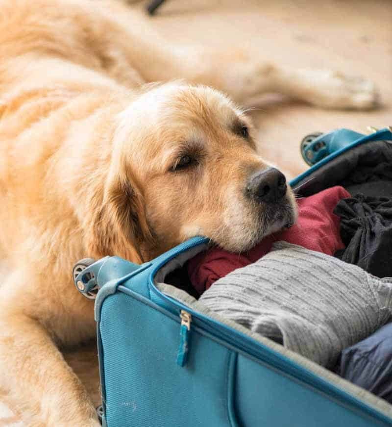 Dozer the golden retriever forlorn when I'm packing to go away