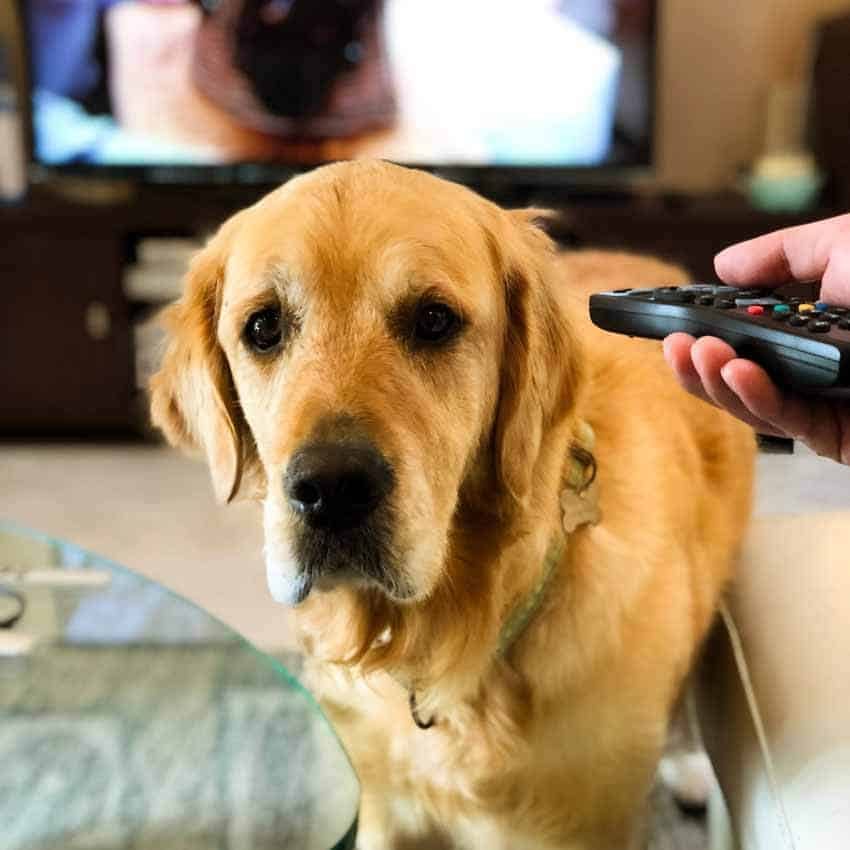 TV remote doesn't work through Dozer the golden retriever