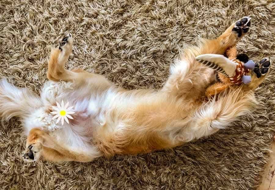 Dozer rolling around on shaggy rug with toy bird