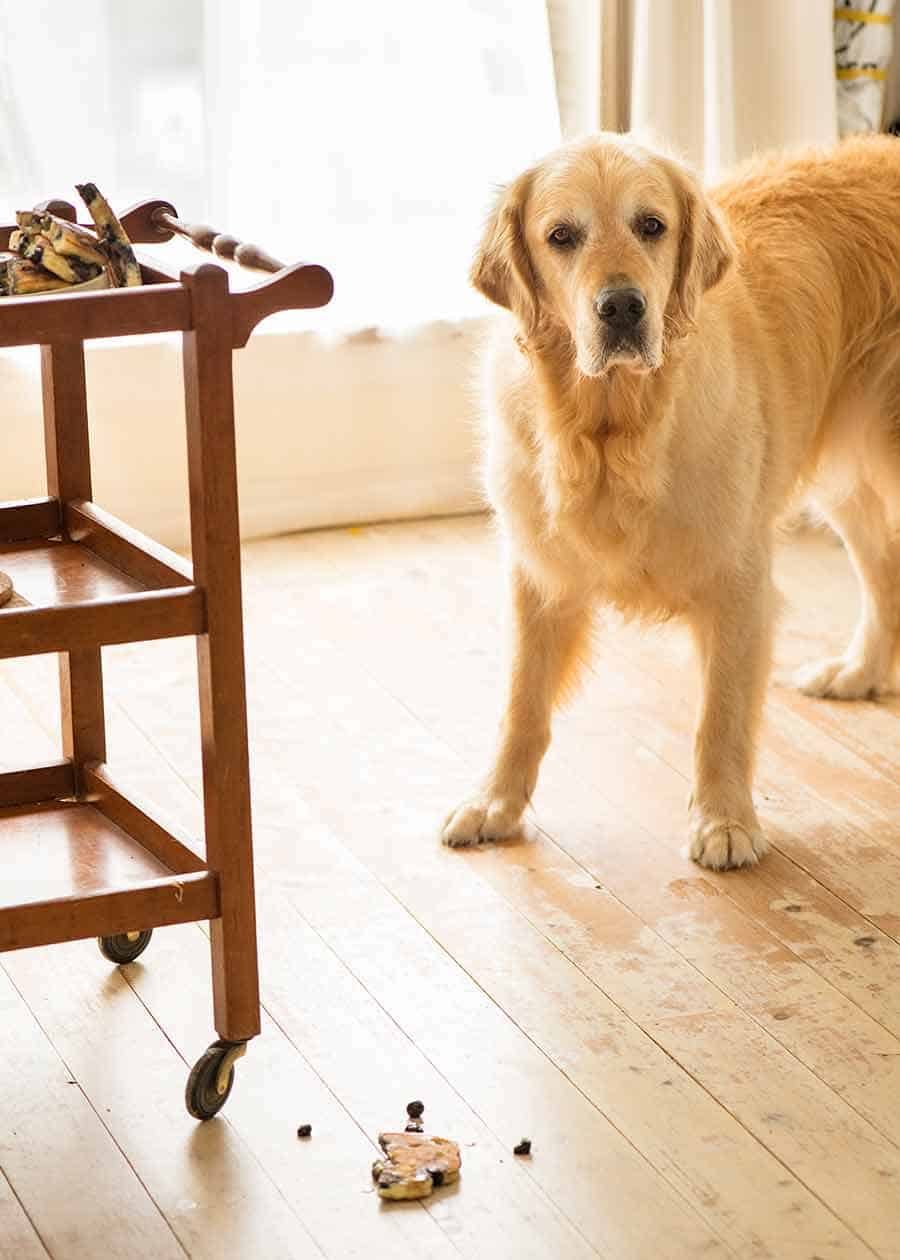 Dozer the golden retriever dog thought all his Christmas' had come at once when blueberry pancakes fell on the floor