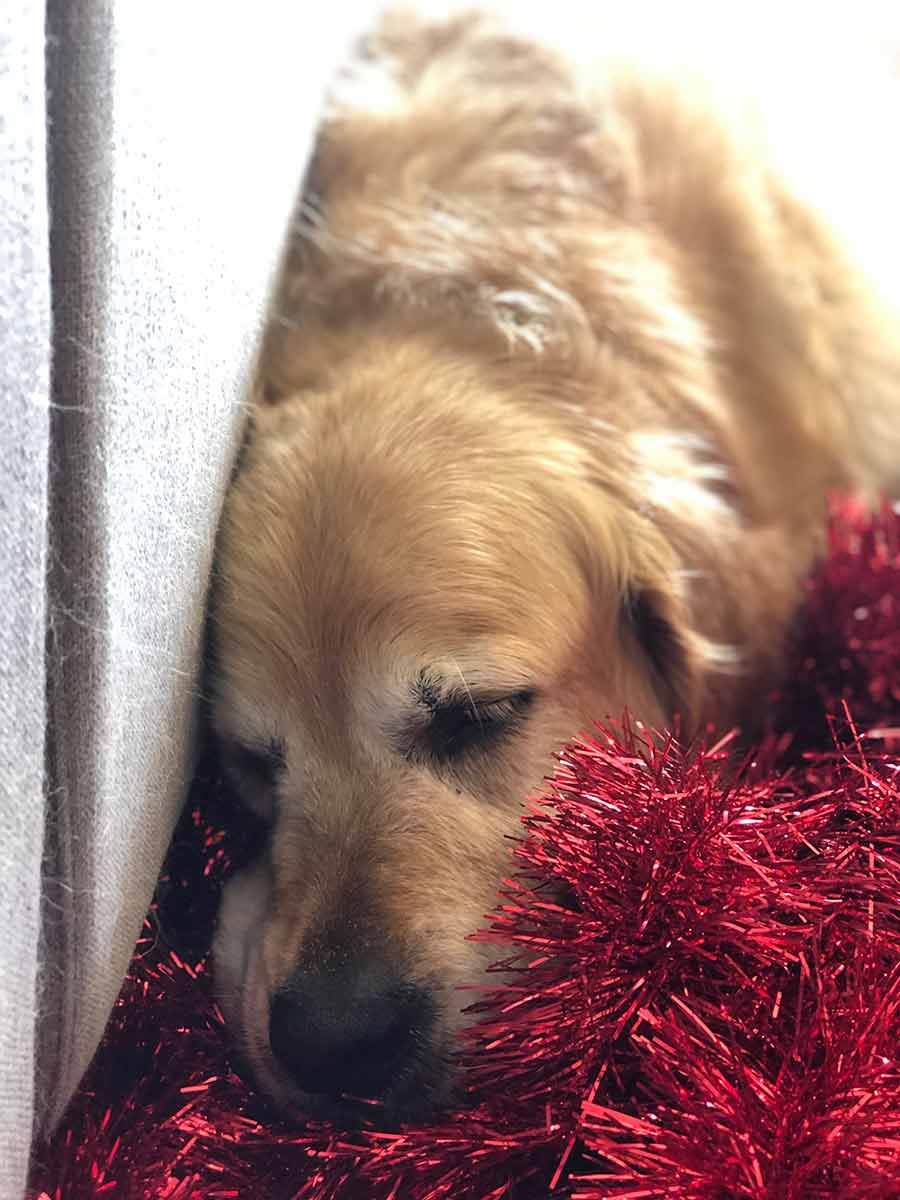 Dozer sleeping on tinsel